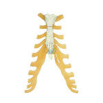 Sternum Model